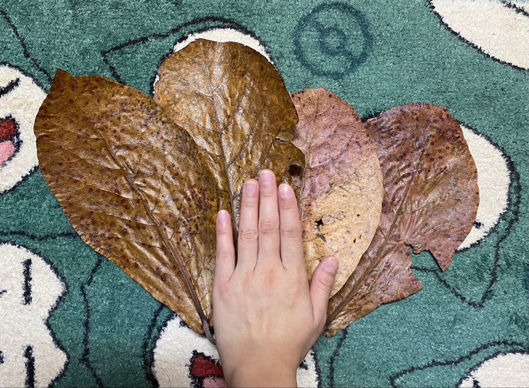 沖縄県やんばる産マジックリーフ 1kg UV殺菌灯照射済み③