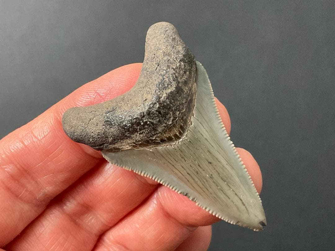 メガロドン 化石 [MG218] サメ 歯