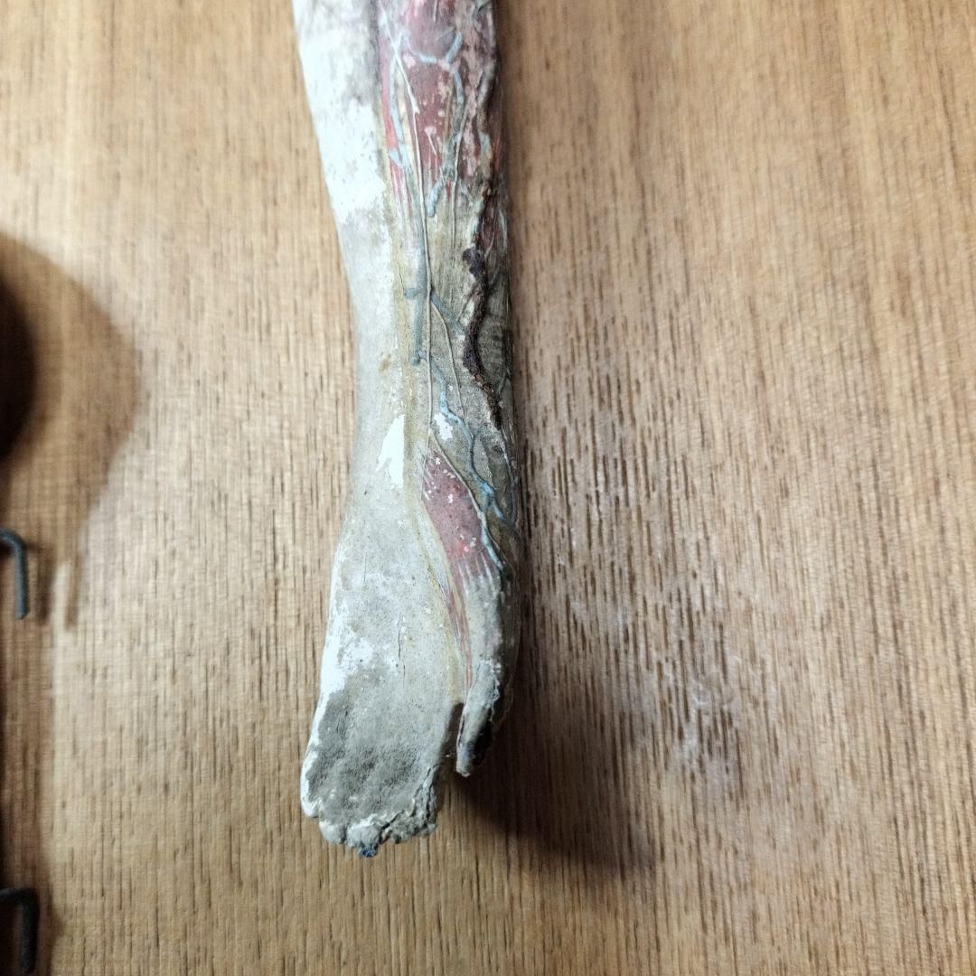 張り子製 人体模型 約60cm