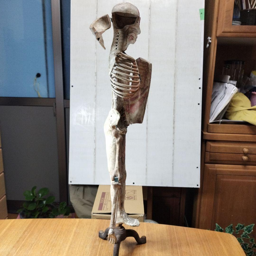 張り子製 人体模型 約60cm