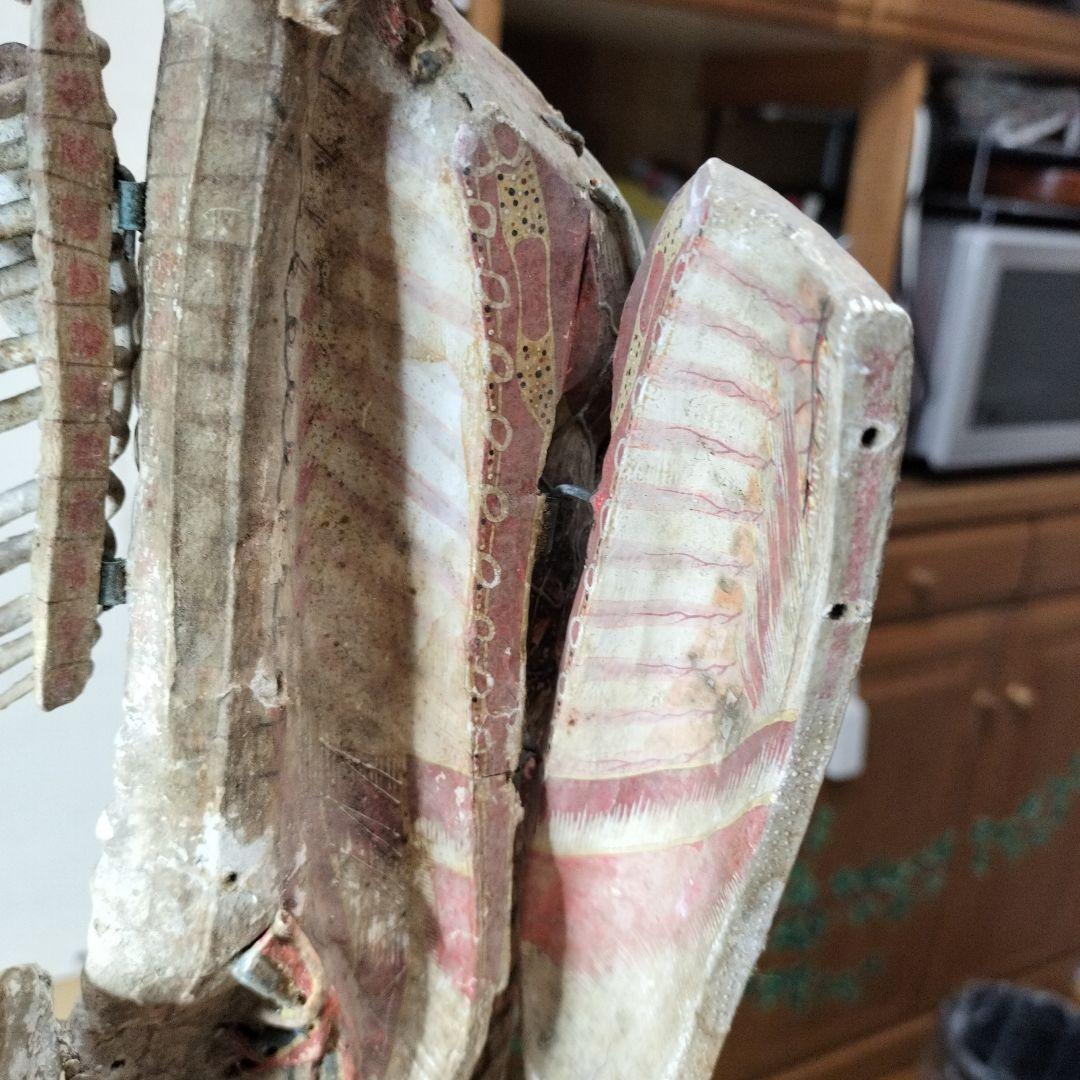 張り子製 人体模型 約60cm