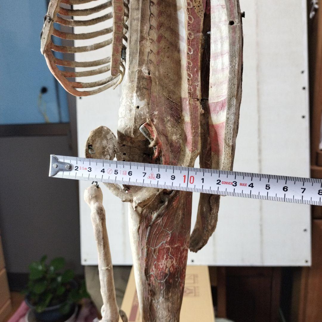 張り子製 人体模型 約60cm