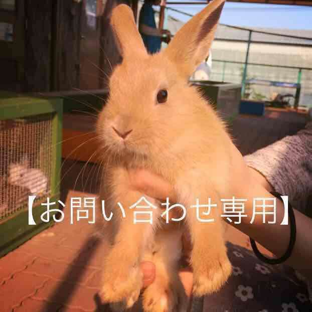 【お問い合わせ専用】