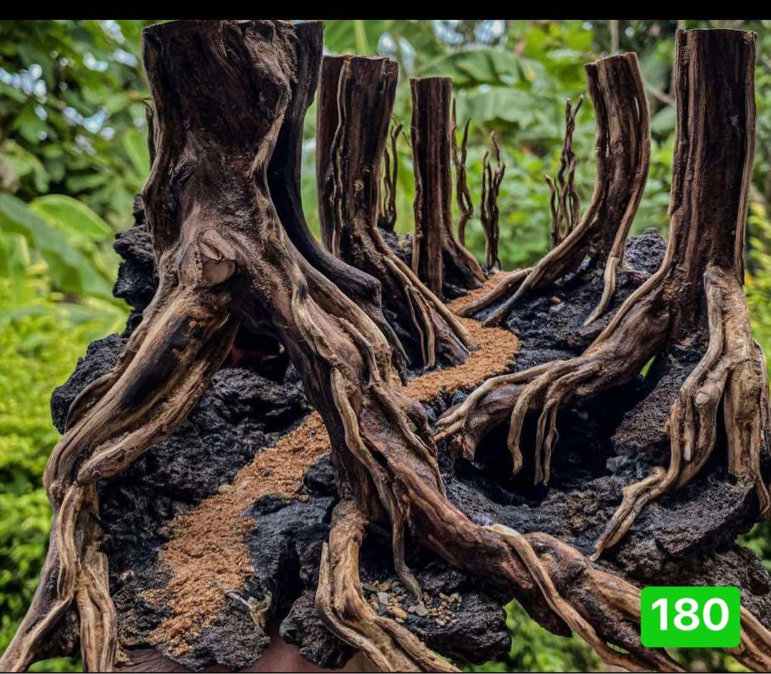 爬虫類ゲー ジ。水槽。水生植物。水槽用流木　。流木 アクアリウム　盆栽流木