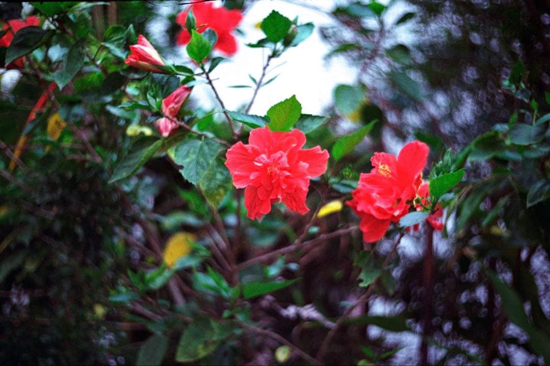 バルナックライカⅢb ＋沈胴レンズSummitar f50/2