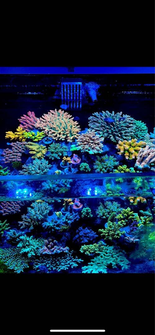 Ecotech Marine MP40QD x2機セット