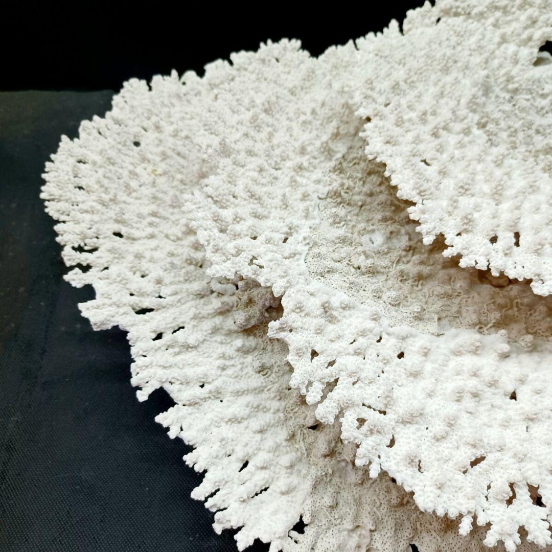 特大 飾り 珊瑚 3段 テーブル サンゴ礁 置物 白 海水魚 水槽 レイアウト