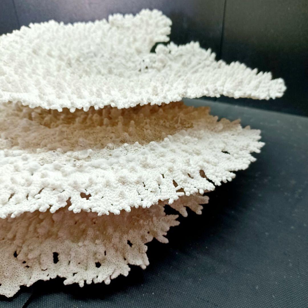 特大 飾り 珊瑚 3段 テーブル サンゴ礁 置物 白 海水魚 水槽 レイアウト