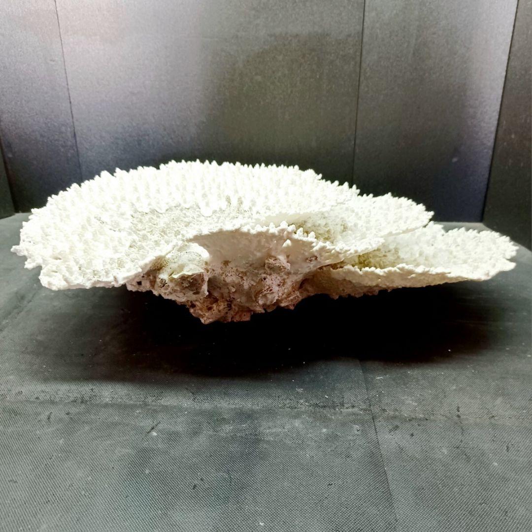 特大 飾り 珊瑚 3段 テーブル サンゴ礁 置物 白 海水魚 水槽 レイアウト