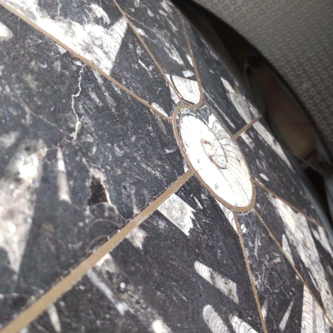 レア！アンモナイト化石 他生物の大理石八角形オブジェプレート！