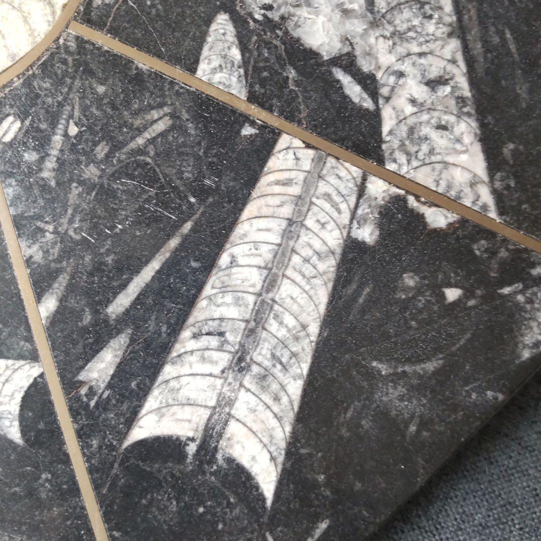 レア！アンモナイト化石 他生物の大理石八角形オブジェプレート！