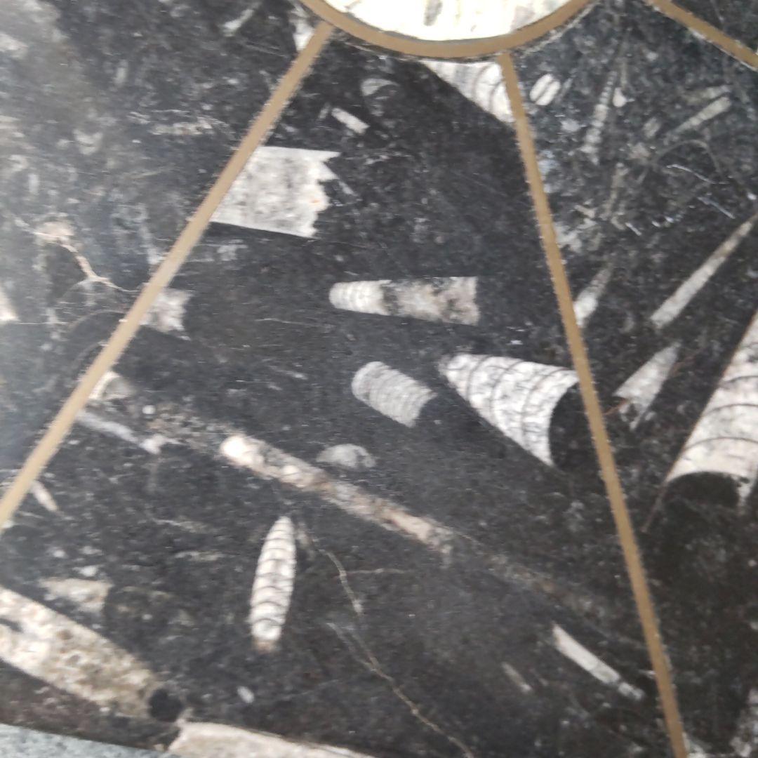 レア！アンモナイト化石 他生物の大理石八角形オブジェプレート！