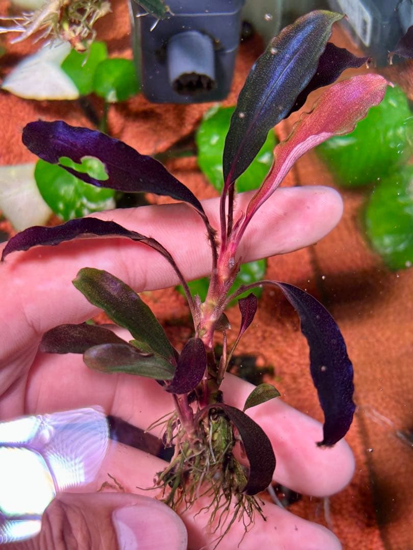 ブセファランドラspゴーストカリマンタン 群生株