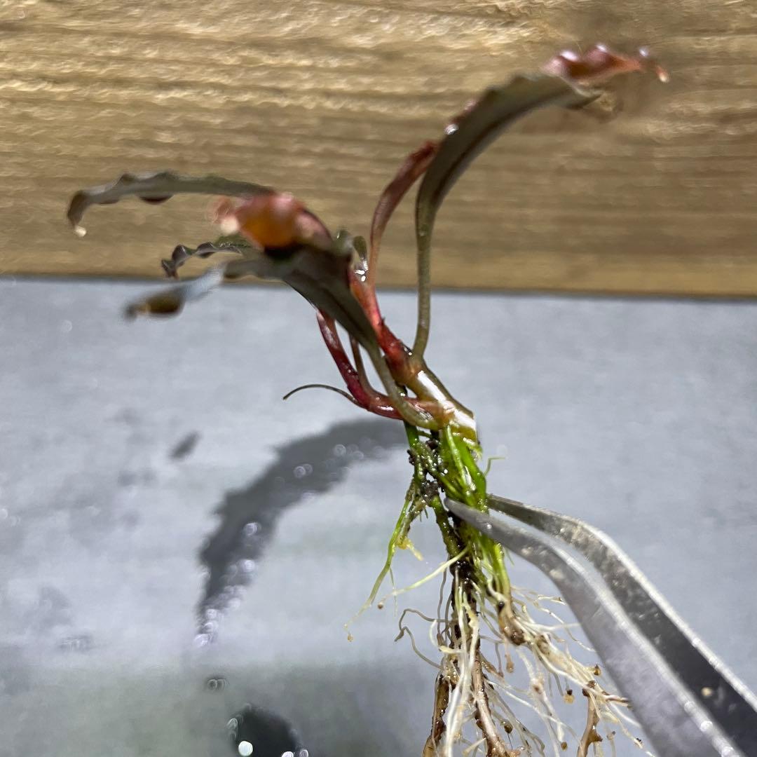 ブセファランドラ ゴーストカリマンタン 2芽【抜き苗】