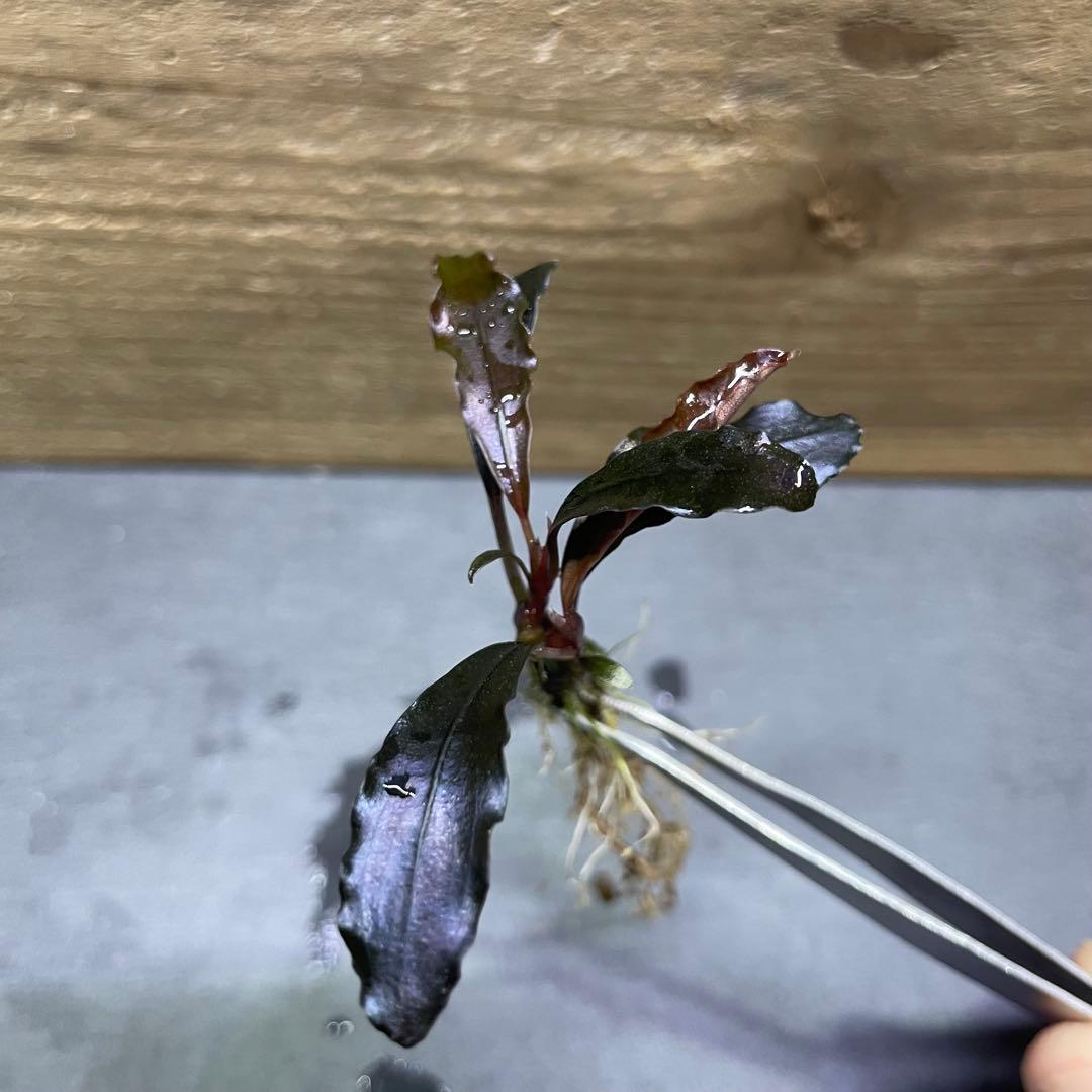 ブセファランドラ ゴーストカリマンタン 2芽【抜き苗】