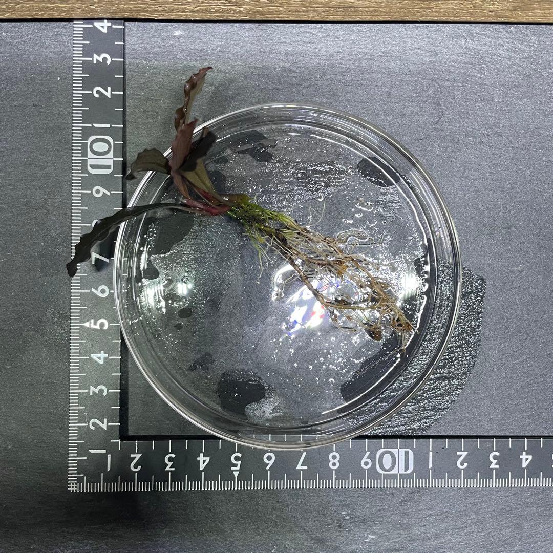 ブセファランドラ ゴーストカリマンタン 2芽【抜き苗】