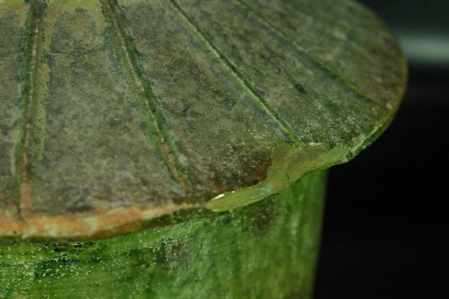 中国美術 緑釉 菌 後漢 時代物(K-A357)