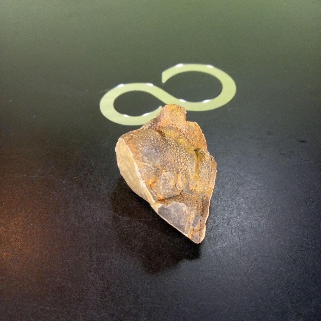 三葉虫　南米産　化石　fossil　ボリビア産　trilobite　南米化石郡②