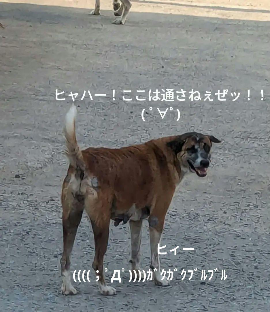 激レア！タイのお守りプラクルアン！九尾の狐！専門店にて購入！アンティークにも！