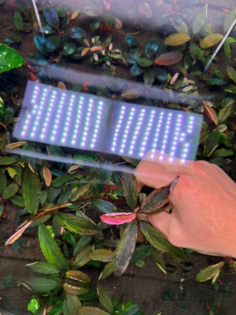 ブセファランドラｓｐ. ピンクバリエガータい斑入り 水中葉 2株