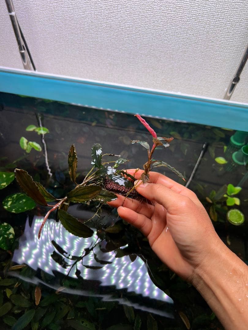 ブセファランドラｓｐ. ピンクバリエガータい斑入り 水中葉 2株