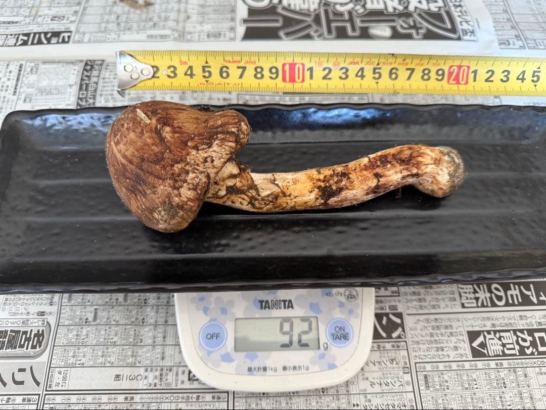 松茸　北海道　500g 訳あり　①