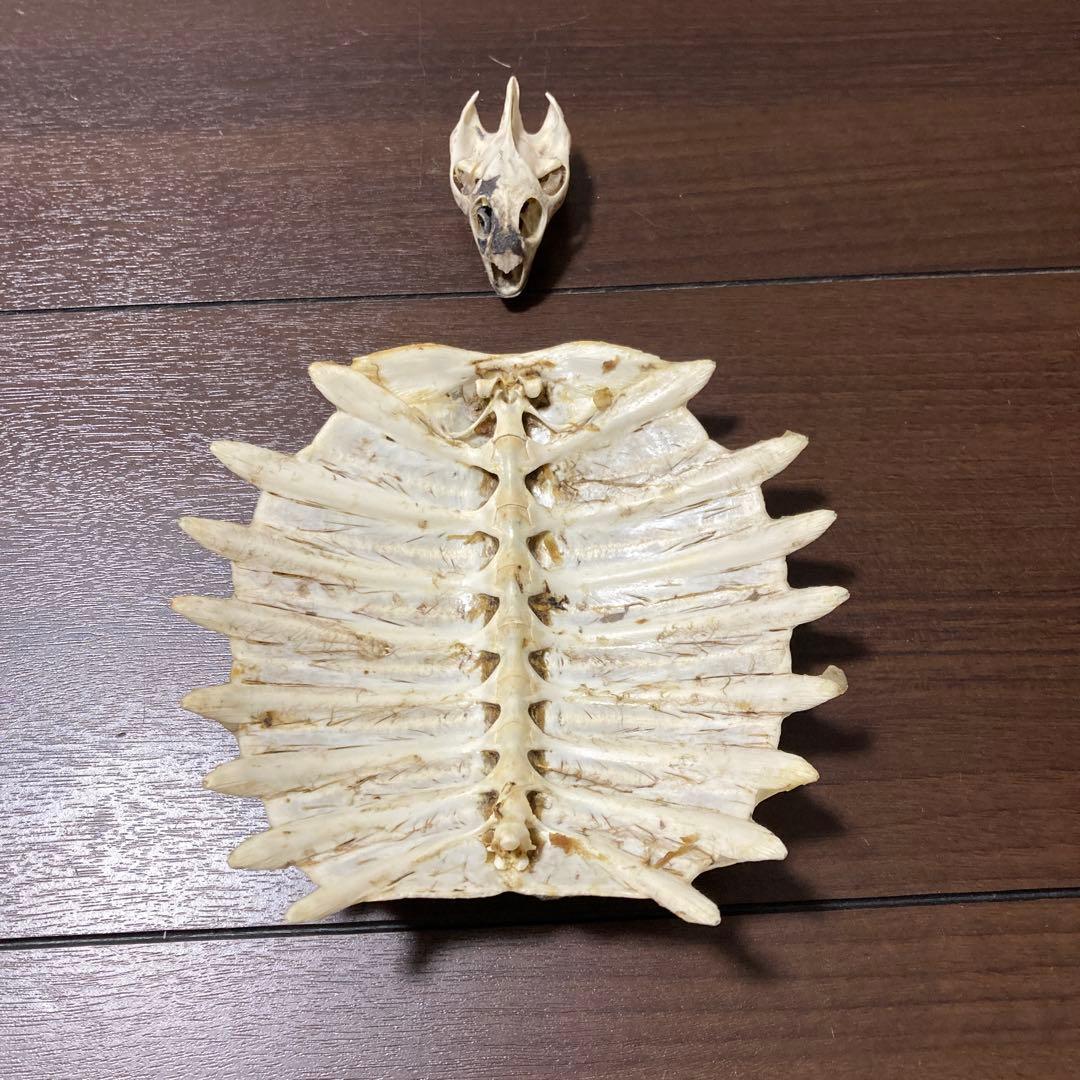 亀の骨標本（甲羅・頭骨付き）すっぽん