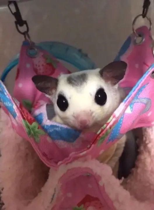 モモンガハウス（迷彩柄・星）モスグリーン   秋・春仕様  1950円