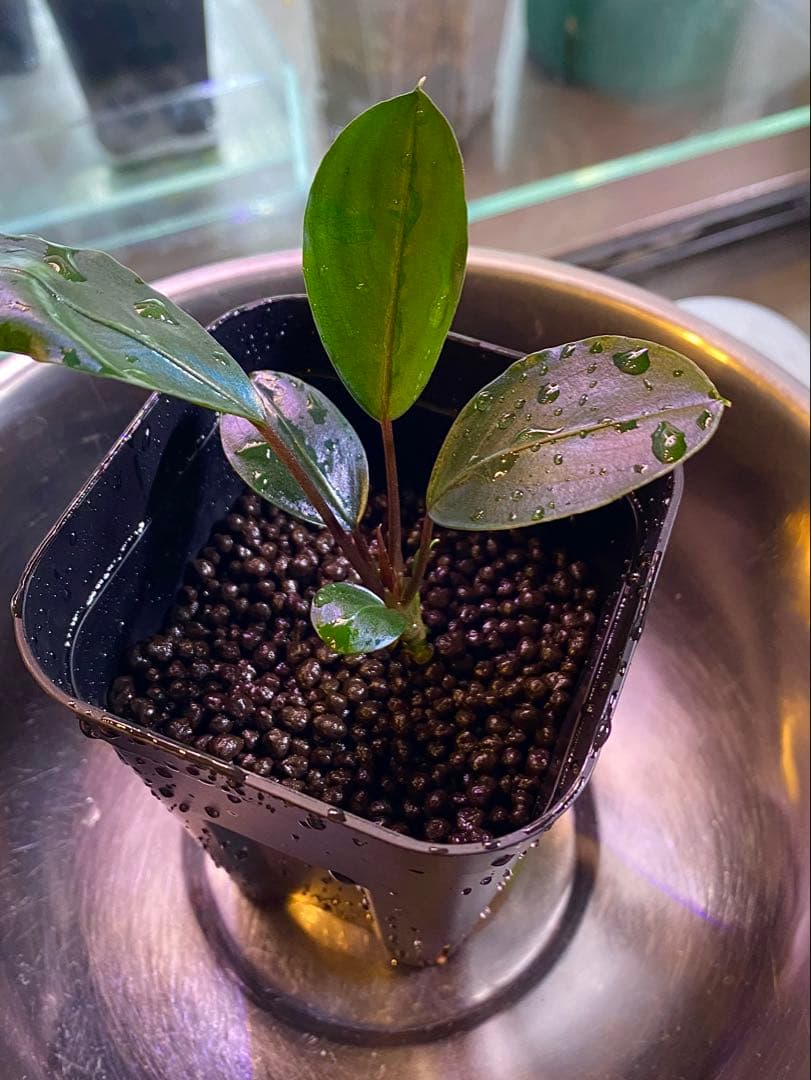 ブセファランドラ　モトレイアーナ　ミリ産　2016年　PV便