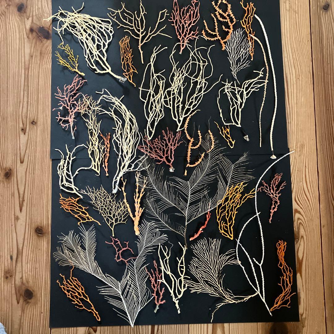 最終値下げ　高知県産珊瑚セット