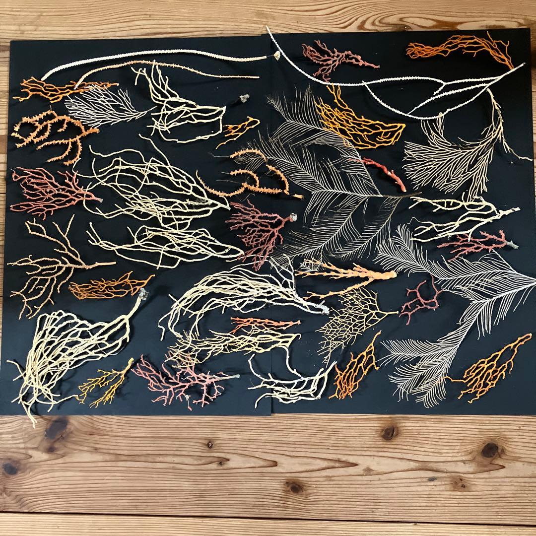 最終値下げ　高知県産珊瑚セット