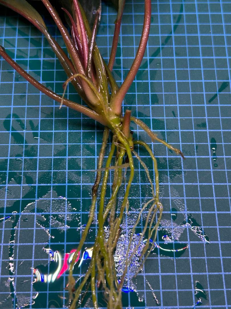 【TB便】Bucephalandra sp.Pearl gray水上育成株