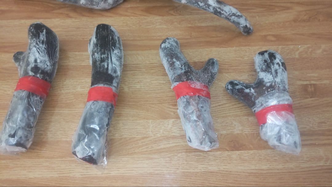 蝦夷鹿　鹿茸の袋角　約2400g 柔らかい先