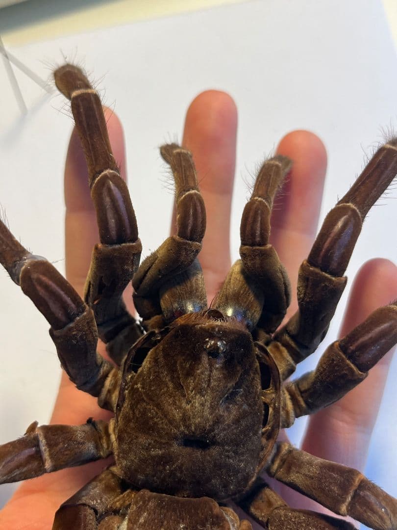 【蜘蛛最大種】バーガンディーゴライアスバードイータータランチュラの標本