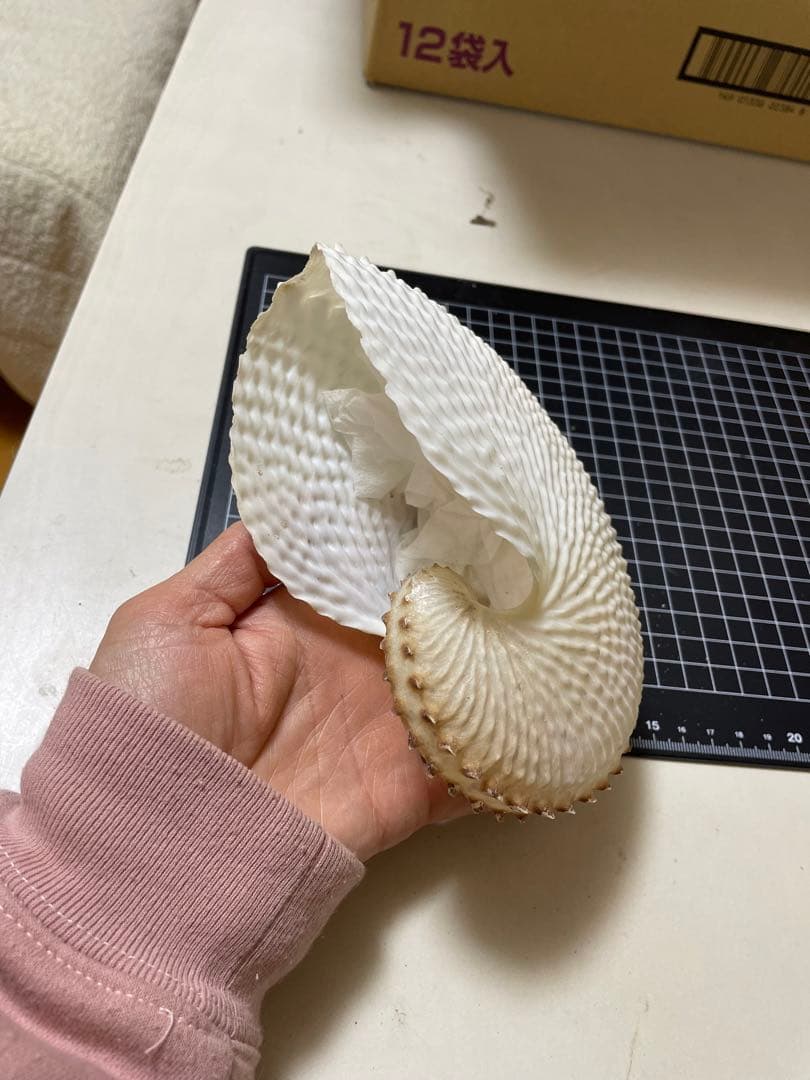 貝殻　標本　チリメンアオイガイ
