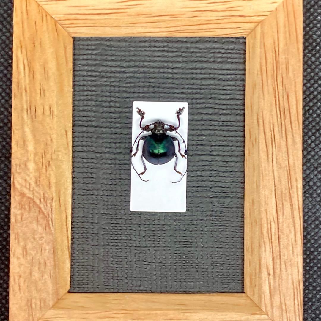 ハムシに擬態したまんまるカミキリムシ【標本】