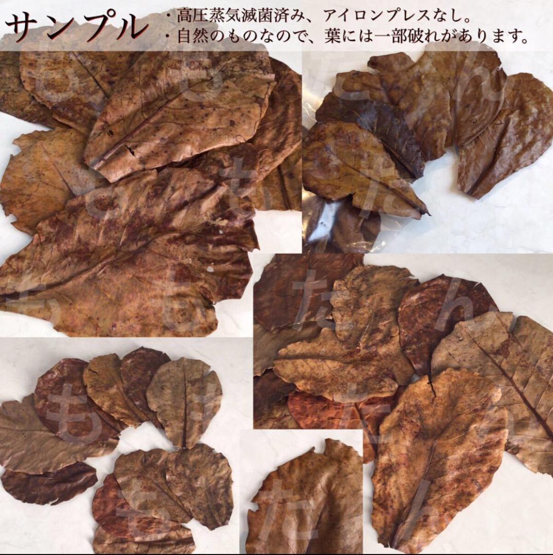 お徳用！サイズランダム400g高圧蒸気滅菌沖縄県産無農薬モモタマナ