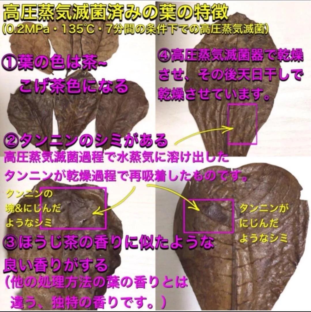 お徳用！サイズランダム400g高圧蒸気滅菌沖縄県産無農薬モモタマナ