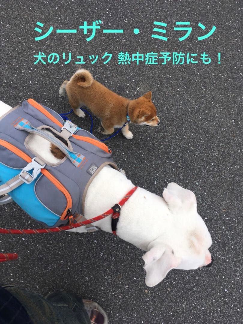 シーザー・ミラン　ドッグ・バックパック (LARGE)[並行輸入品]