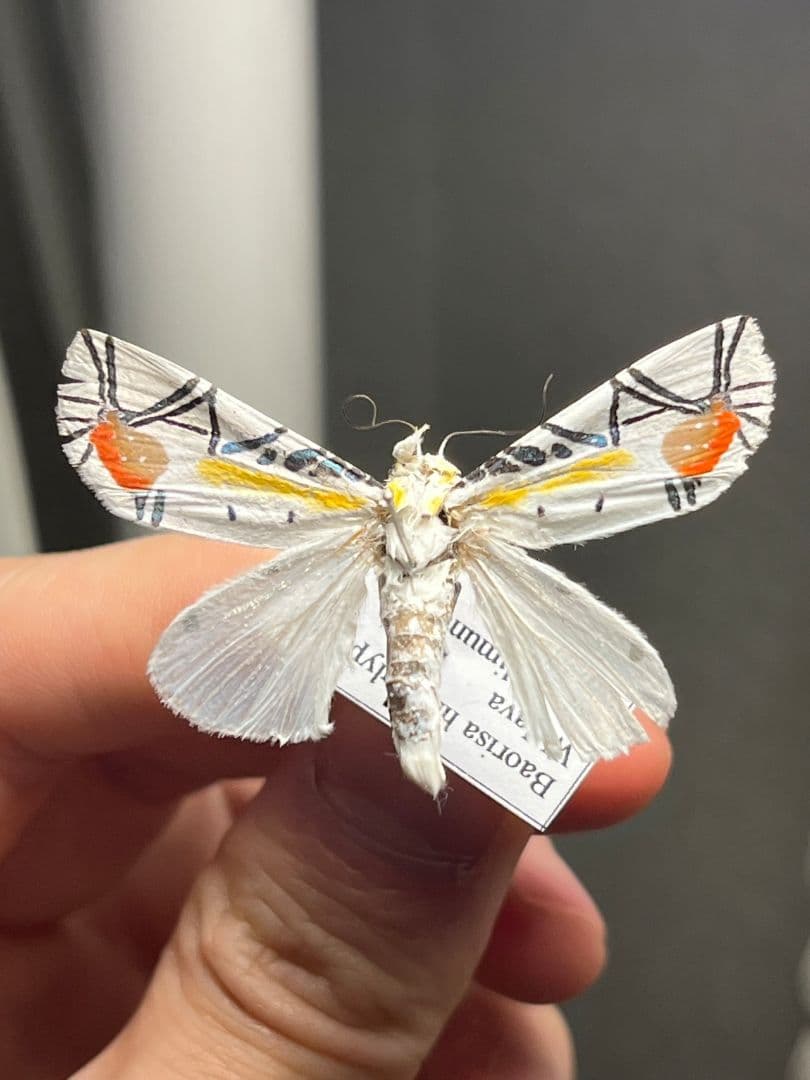 【初展翅B品】ピカソモスタナバタユタカヤガ蛾ルナモスミズアオ