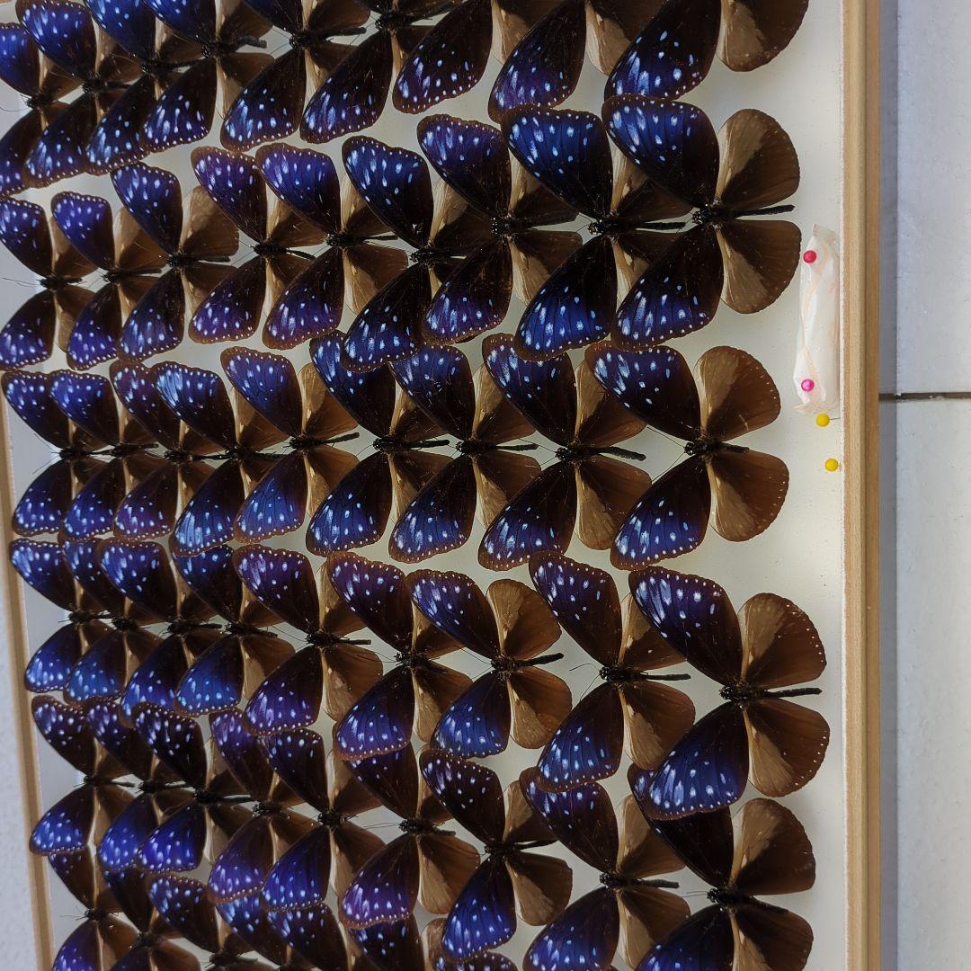 ツマムラサキマダラ54頭