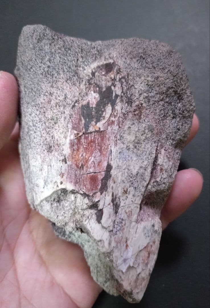 【激レア】化石 フィトサウルス類レドンダサウルスの脚