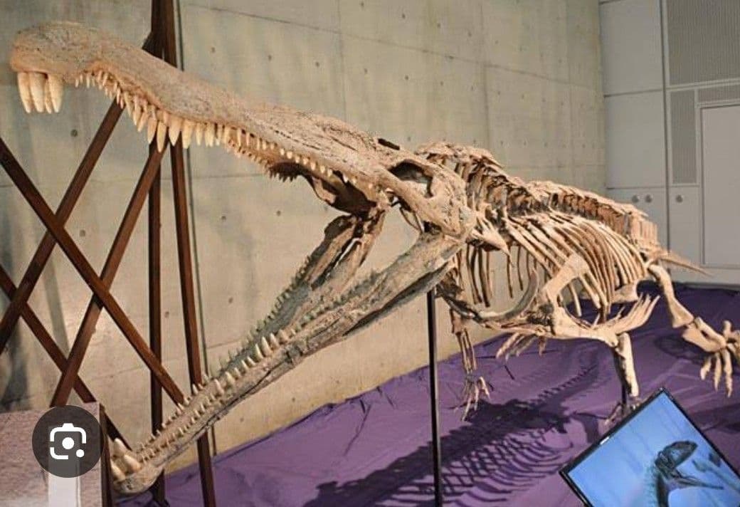 【激レア】化石 フィトサウルス類レドンダサウルスの脚