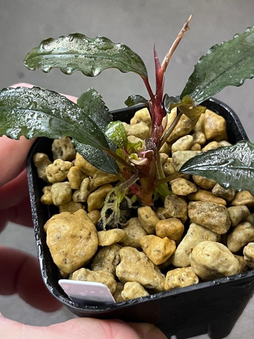 Bucephalandra sp. \"Tricolor Red\" 【水の国】