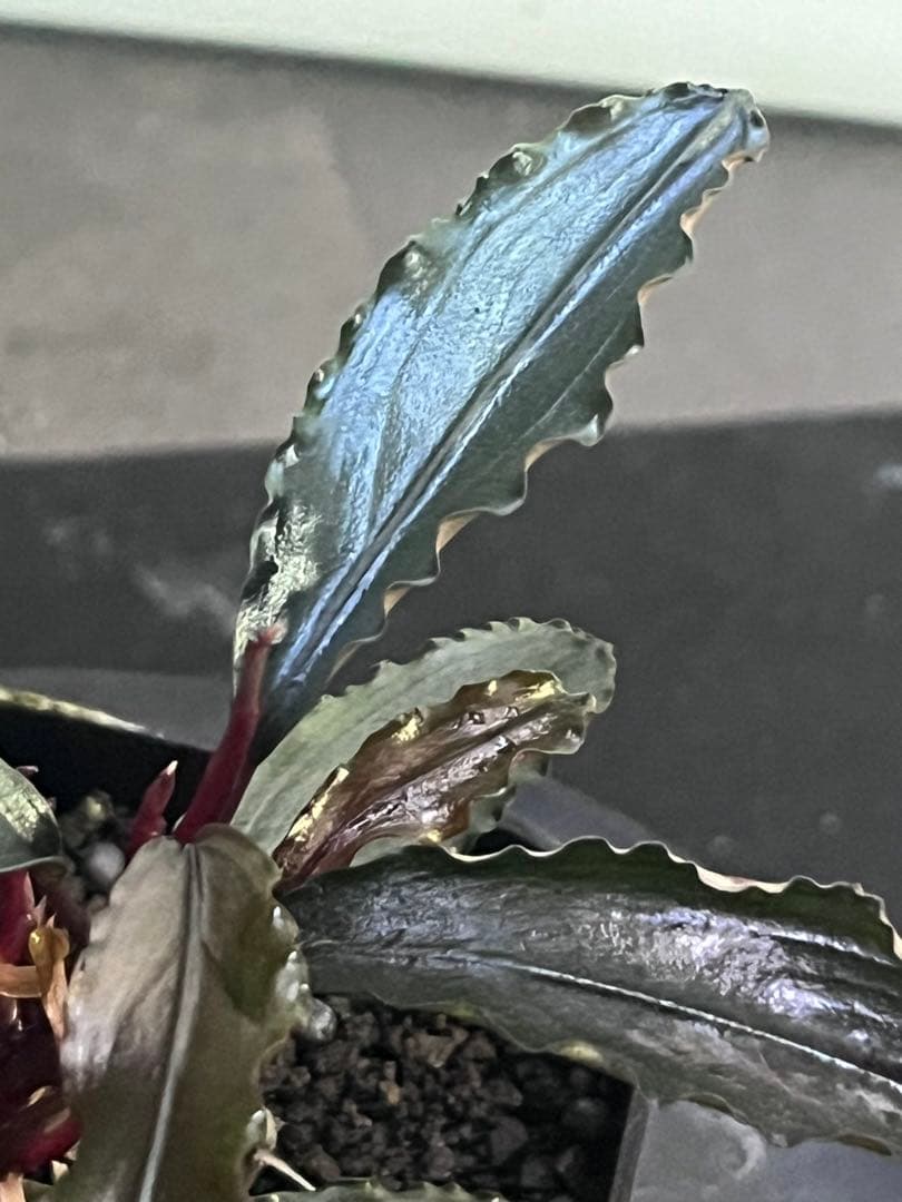 Bucephalandra sp. \"Tricolor Red\" 【水の国】