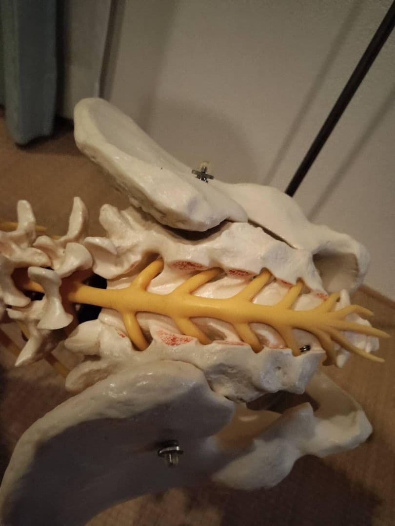 脊柱模型90cm 骨格標本 スタンド付き　人体模型　カイロ　整体　整骨院　鍼灸