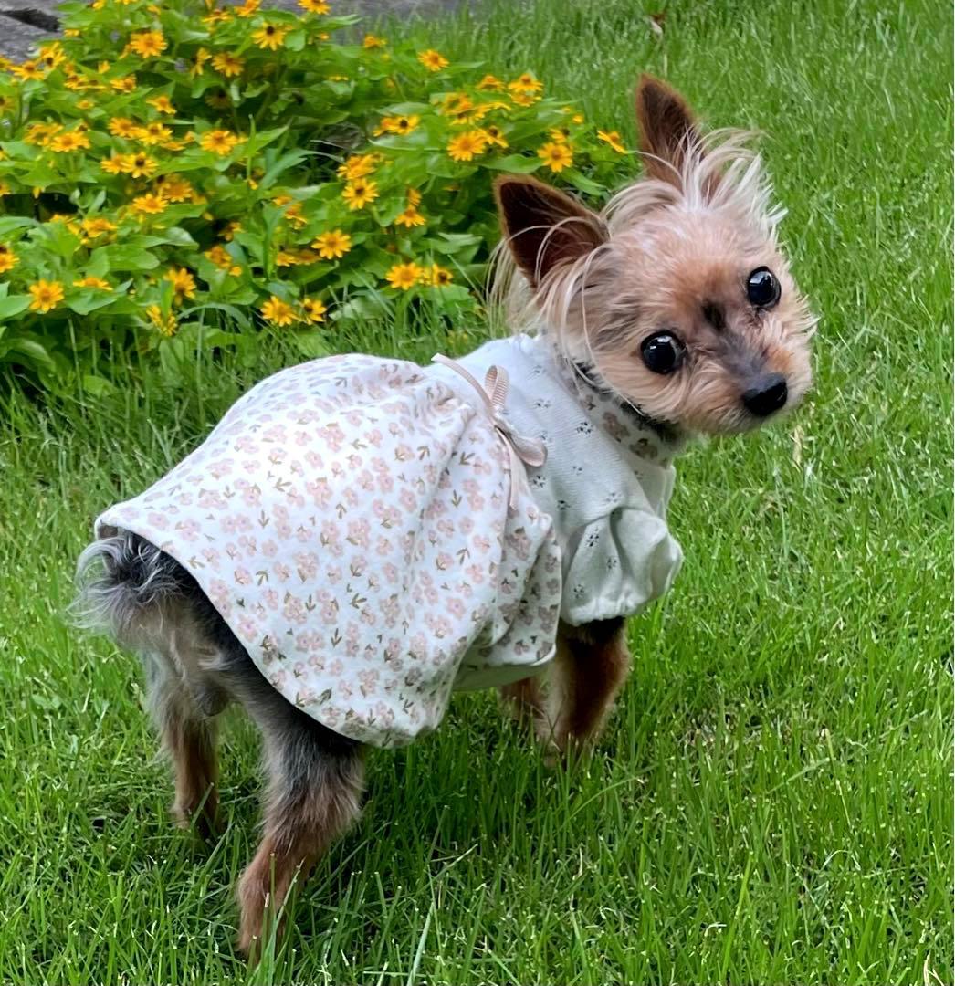 ハンドメイド犬服　ナチュラルカラーのパフスリーブワンピ★お袖変更可能