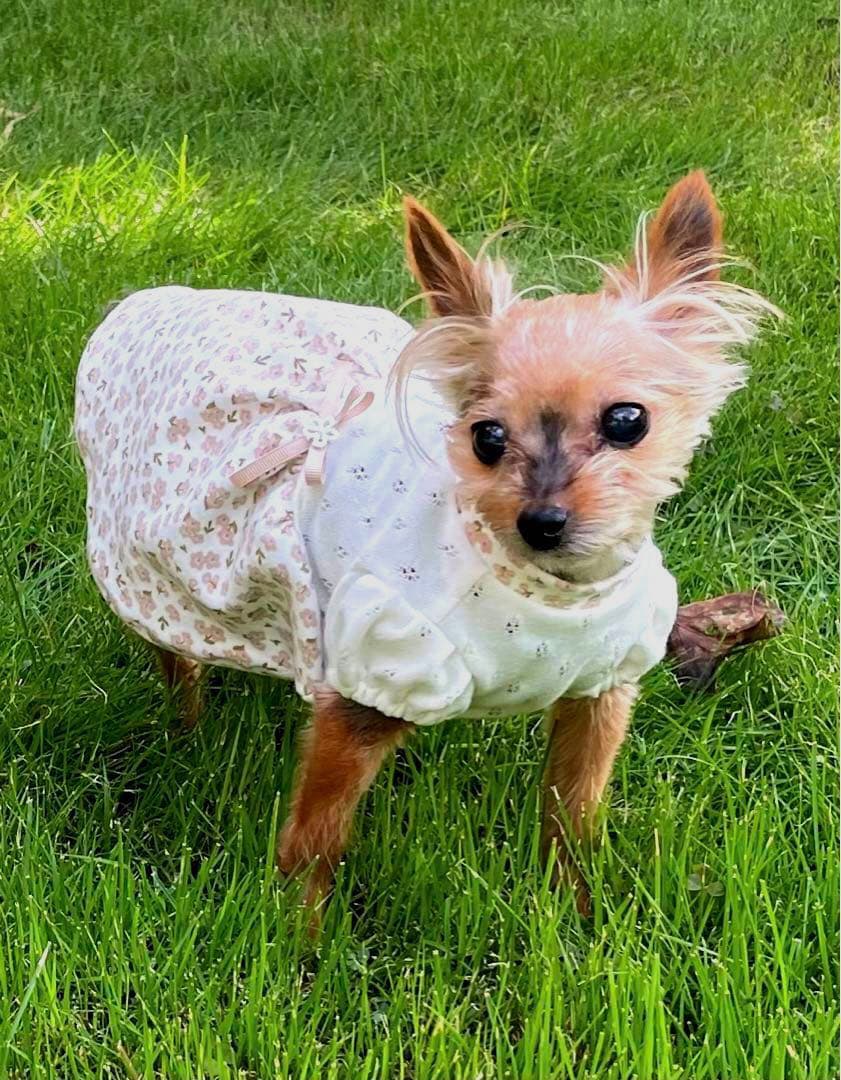 ハンドメイド犬服　ナチュラルカラーのパフスリーブワンピ★お袖変更可能