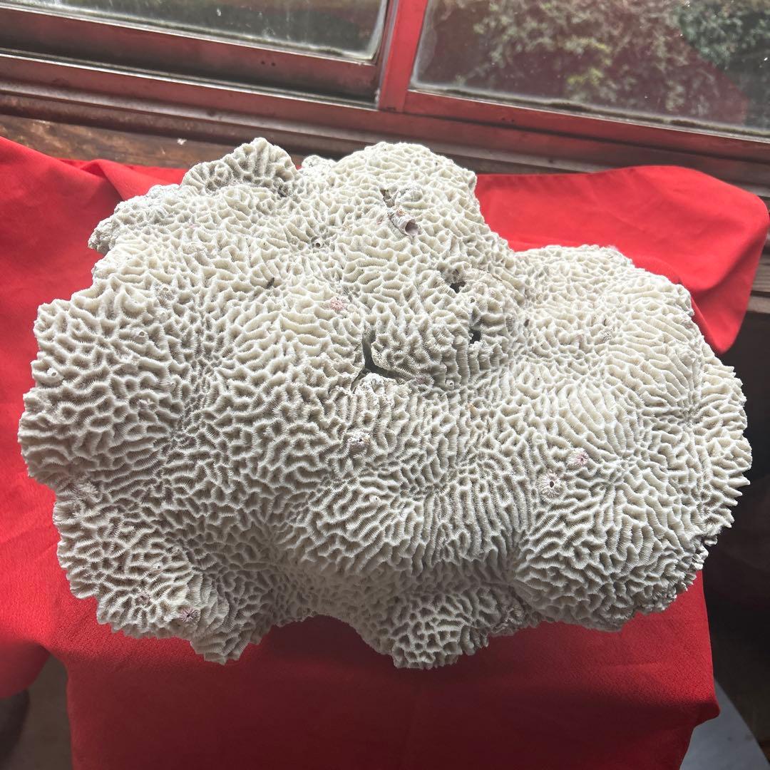 特大 飾り 珊瑚 サンゴ礁 置物 白 海水魚 水槽 レイアウト45cm