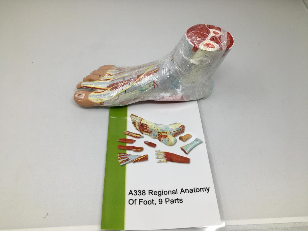 A338 足の解剖模型 9パーツ